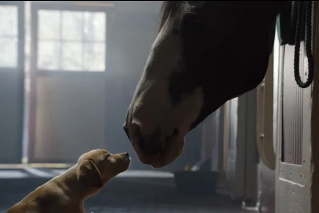 Budweiser Best Buds Commercial Budweiser Best Buds Commercial