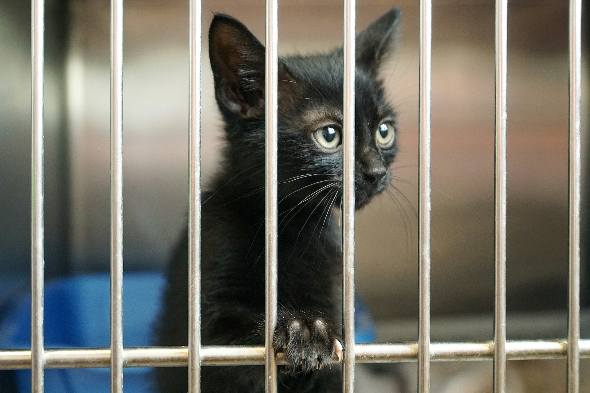Cat at Animal Shelter 
