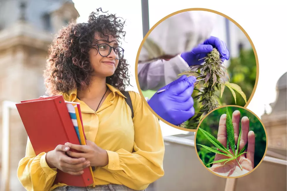 Minnesota University Offering First Ever Cannabis Classes this Fall